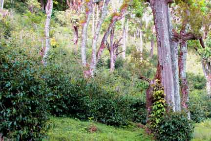 Shade Grown Coffee